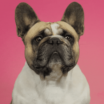 No Dog GIF