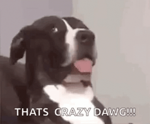 No From Me Dawg Crazy Dog GIF