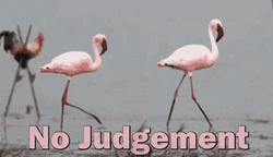 No Judgement Flamingo GIF