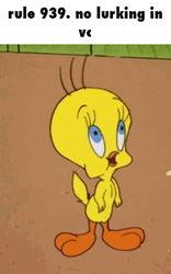 No Lurking In Video Call Tweety GIF