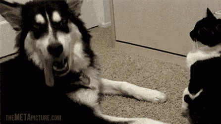 No Means No! GIF