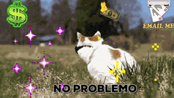 No Problemo Cute Cat GIF