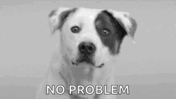 No Problemo Smiling Dog GIF