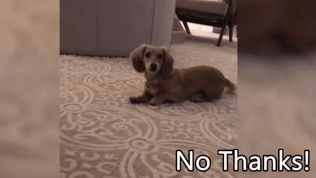 No Thanks Cute Puppy Crawling Backwards GIF