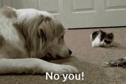 No U Cat Dog Fight GIF