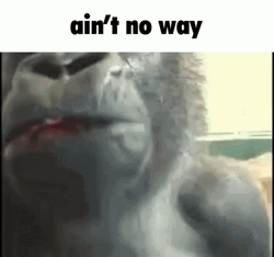 no-way-monkey-gorilla-chewing-cgadwulm2gryndhu.gif