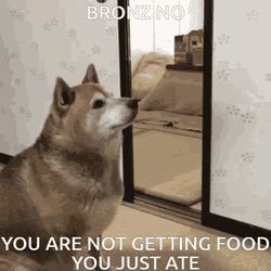 No You Are Not Getting Food Hungry Dog GIF