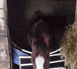 Nodding Brown Horse Neigh GIF