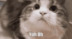 Nodding Huh Cat Meme GIF
