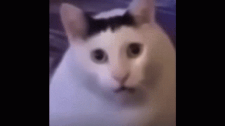 Nodding Huh Cat Meme GIF