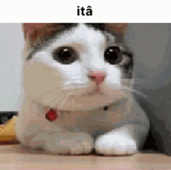 Nope Nope Nope Adorable Cat Shaking Head GIF