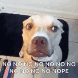 Nope Nope Nope Cute Dog Shaking Head GIF