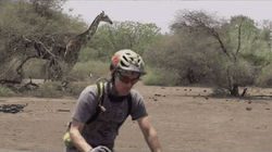 Northern Giraffe Botswana Biker