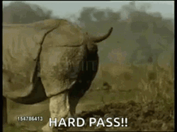 Northern White Rhinoceros Diarrhea Meme GIF
