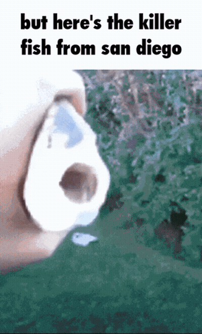 Nose With But Here's The Killer Fish From San Diego GIF