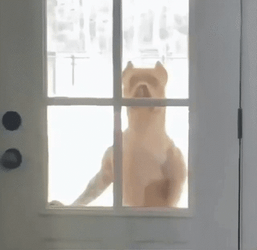 Nosy Dog Looking From Outside The House GIF