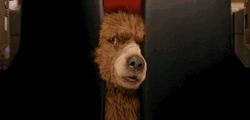 Nosy Paddington Bear GIF