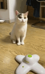 Not Impressed Cat Watching A Butterfly  GIF