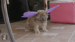 Not Impressed Chow Chow Fairy  GIF
