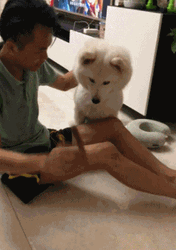 Not Impressed Samoyed Peeing  GIF