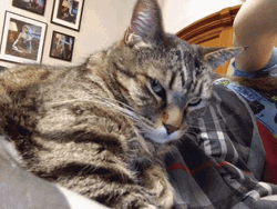 Not So Happy Cat Meme GIF