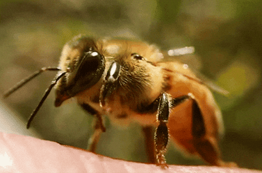 Not The Bees Close Up GIF