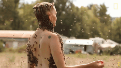 Not The Bees Flying Everywhere GIF