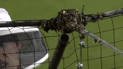 Not The Bees Hive GIF