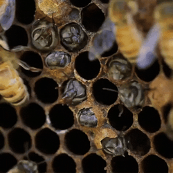 Not The Bees Makes Honey GIF