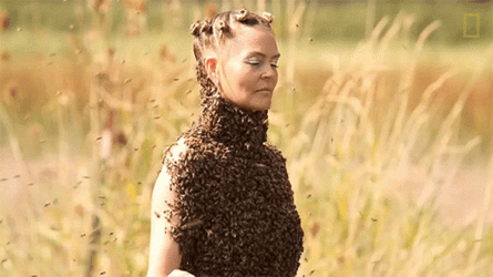 Not The Bees Queen Bee GIF