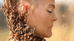 Not The Bees Swarm Sara Mapelli GIF