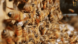 Not The Swarm Of Bees GIF