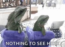 Nothing See Here Dancing Lizard GIF
