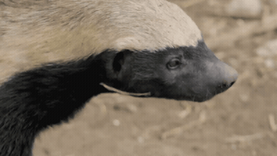 Notre Dame Vs Louisville Football Game GIF