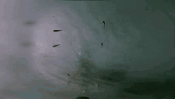 Nuclear Explosion Aircraft Underwater GIF
