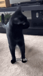 Nuh Uh Shake Head Cat GIF