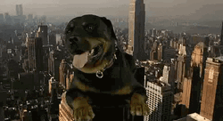 NYC Dog Half Baked GIF