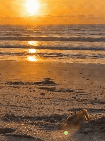 Ocean Sunset With Crab Crawling From Sand GIF