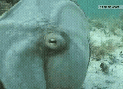 Octopus In Water With Gifbin.com Watermark GIF
