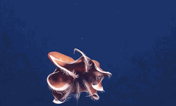 Octopus Incredible Umbrella Tentacles  GIF
