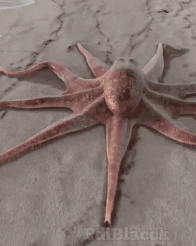 Octopus Laying On Sand With Edi Black GIF