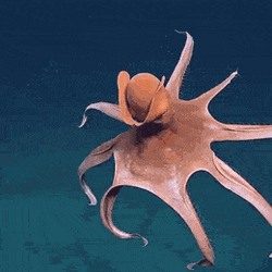 Octopus Spread Its Tentacles Acts Like Umbrella  GIF