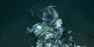 Octopus Swimming Around Skeleton GIF
