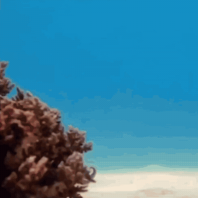 Octopus Swimming Close Up GIF