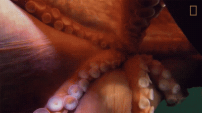 Octopus Tentacles Close Up With National Geographic Logo GIF