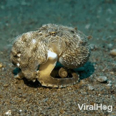 Octopus With Viralhog GIF