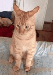 Offended Cat Looking Up GIF