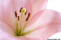 Offering Sincere Condolences On Your Loss GIF