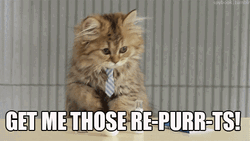 Office Cat Working Reports GIF