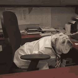 Office Chair Bulldog GIF